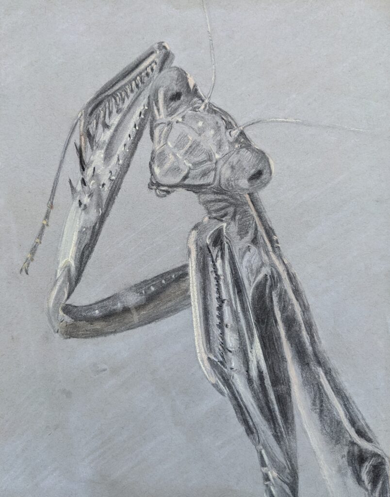 2023 Spring “Praying Mantis” Charcoal on Paper