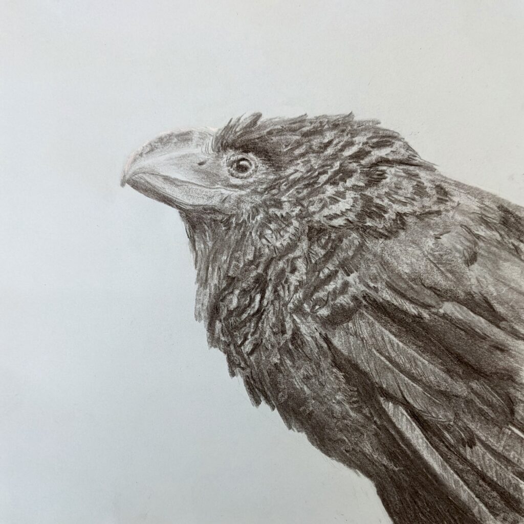 2023 Spring “Raven” Vine Charcoal on Paper